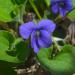 Perene: Viola sororia , slika1
